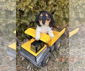 Dachshund Puppy for sale in MIDDLEBURY, IN, USA