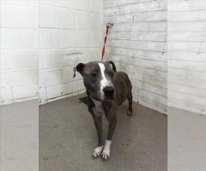 American Pit Bull Terrier Dogs for adoption in San Bernardino, CA, USA