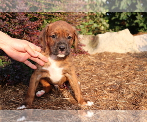 Boxer-Cavalier King Charles Spaniel Mix Puppy for sale in SHILOH, OH, USA