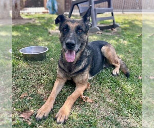 Medium Photo #2 German Shepherd Dog Puppy For Sale in Riverside, CA, USA