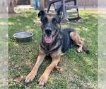 Small #1 German Shepherd Dog