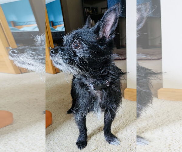 Medium Photo #3 Maltese-Unknown Mix Puppy For Sale in Princeton, MN, USA