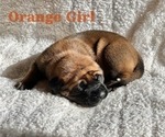 Puppy Orange SOLD Mastiff