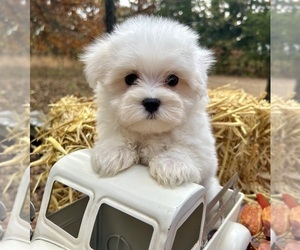 Maltese Puppy for sale in WINSLOW, AR, USA