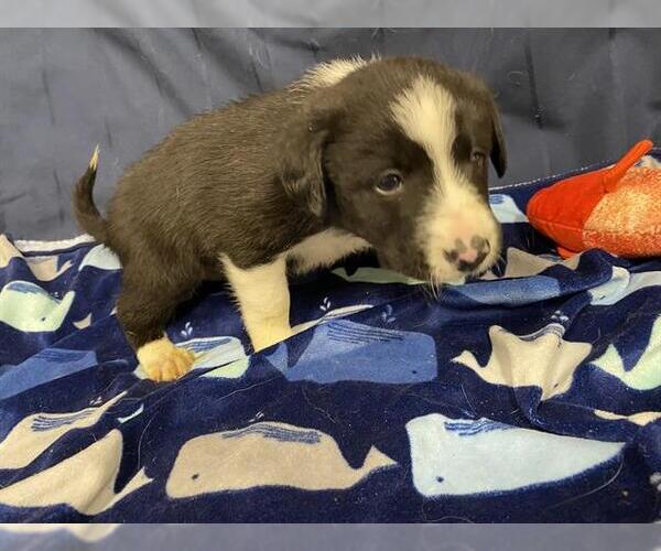 Medium Photo #1 Border Collie-Unknown Mix Puppy For Sale in Modesto, CA, USA
