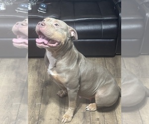 Mother of the American Bully puppies born on 04/15/2025