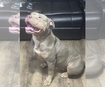 Small Photo #1 American Bully Puppy For Sale in FORT LAUDERDALE, FL, USA