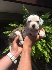American Bulldog Puppy for sale in CONCORD, NC, USA
