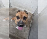 Small #1 Mutt