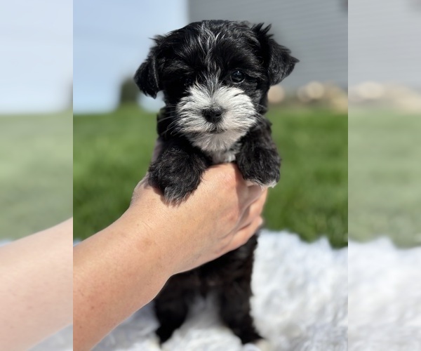 Medium Photo #9 Morkie Puppy For Sale in ROCK STREAM, NY, USA
