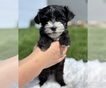 Small #8 Morkie