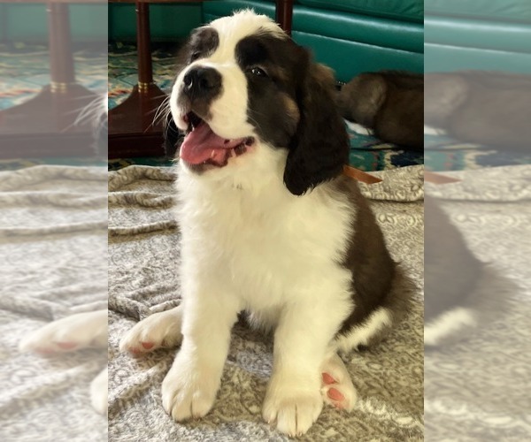 Medium Photo #1 Saint Bernard Puppy For Sale in COLORADO SPRINGS, CO, USA