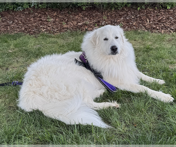 Medium Photo #5 Great Pyrenees Puppy For Sale in Thomasville, NC, USA