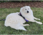 Small #4 Great Pyrenees