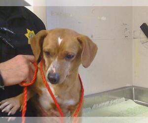 Chiweenie Dogs for adoption in Sacramento, CA, USA