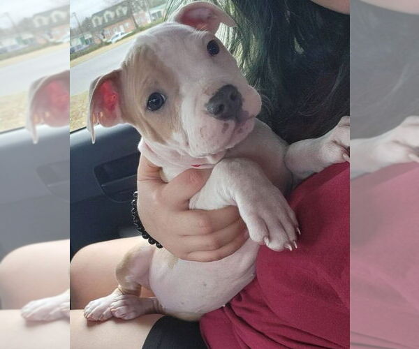 Medium Photo #6 Mutt Puppy For Sale in Spotsylvania, VA, USA