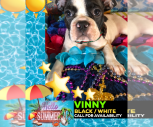 French Bulldog Puppy for sale in HEATHROW, FL, USA