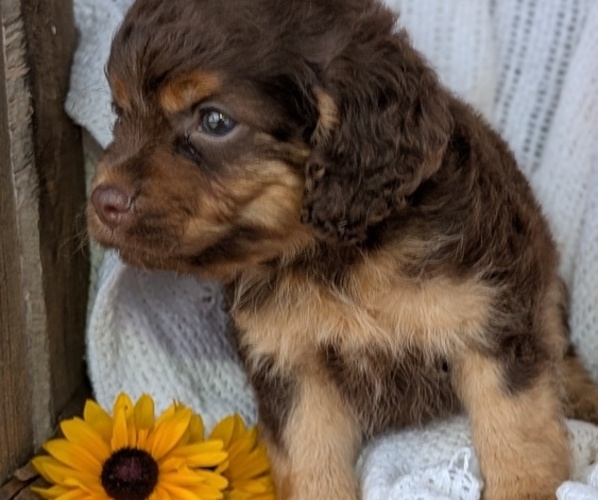 Medium Photo #18 Cock-A-Poo Puppy For Sale in GOSHEN, IN, USA