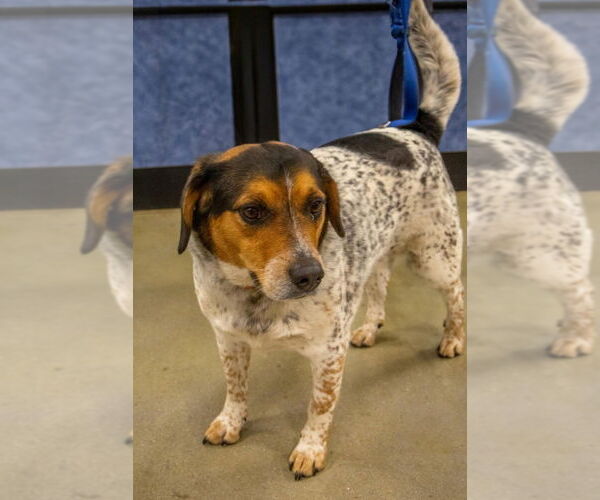 Medium Photo #4 Beagle-Unknown Mix Puppy For Sale in Osgood, IN, USA