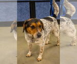 Small #3 Beagle Mix