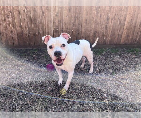 Medium Photo #3 Mutt Puppy For Sale in Plano, TX, USA