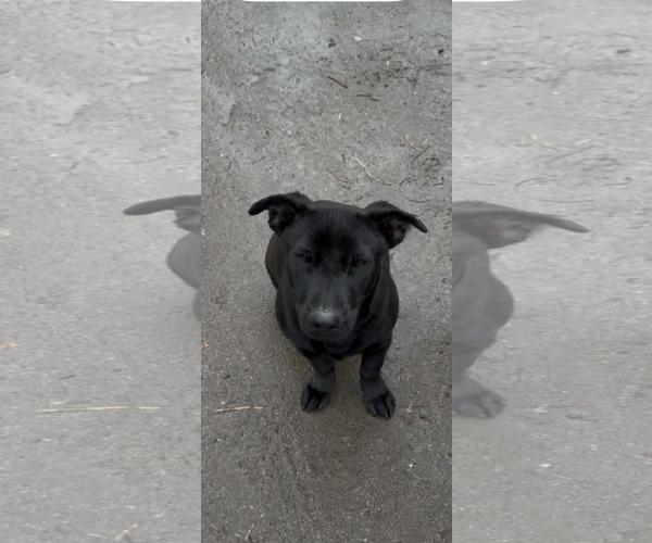 Medium Photo #10 Labrador Retriever-Unknown Mix Puppy For Sale in San Diego, CA, USA
