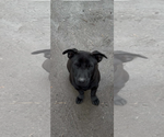 Small #9 Labrador Retriever Mix