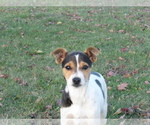 Small #2 Rat Terrier