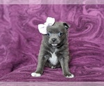 Small Photo #1 Chiranian Puppy For Sale in NEW FREEDOM, PA, USA
