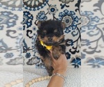 Small Photo #17 Yoranian Puppy For Sale in LEWISBURG, KY, USA