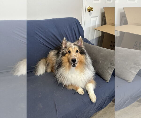 Medium Photo #2 Mutt Puppy For Sale in Rockaway, NJ, USA