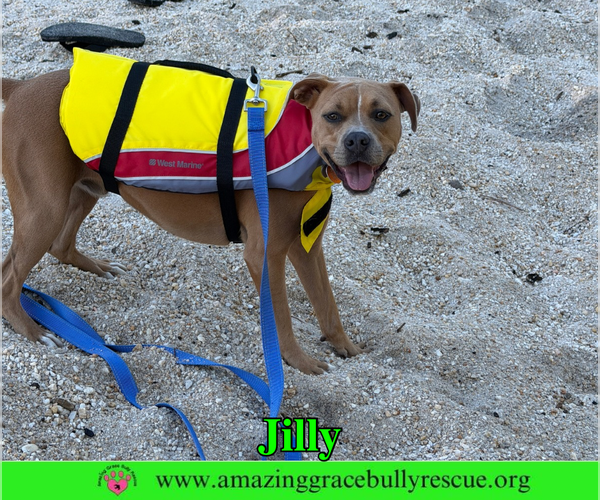 Medium Photo #3 American Pit Bull Terrier-Unknown Mix Puppy For Sale in Milton, FL, USA