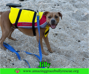 Jilly - Female American Pit Bull Terrier-Unknown Mix Dog for Adoption - Photo #3