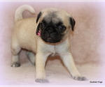 Small Photo #33 Pug Puppy For Sale in WINNSBORO, TX, USA