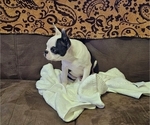 Small #5 Boston Terrier