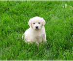 Small #2 English Cream Golden Retriever