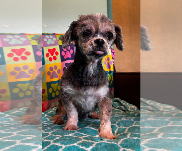 Medium Photo #5 Shih Tzu Puppy For Sale in Pacolet, SC, USA