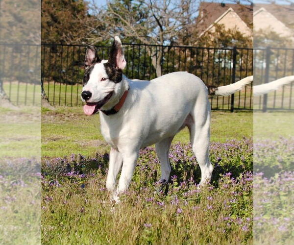 Medium Photo #3 Mutt Puppy For Sale in Royse City, TX, USA