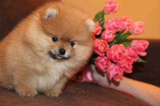 Pomeranian Puppy for sale in NEW YORK, NY, USA