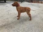 Small Photo #10 Labrador Retriever Puppy For Sale in BUCK, PA, USA