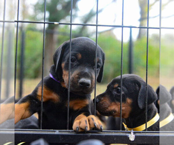 Medium Photo #4 Doberman Pinscher Puppy For Sale in FORT LAUDERDALE, FL, USA