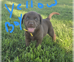Labrador Retriever Puppy for sale in COLCORD, OK, USA