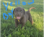 Image preview for Ad Listing. Nickname: Yellow Boy