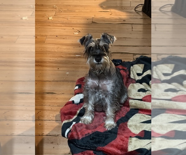Medium Photo #1 Schnauzer (Miniature) Puppy For Sale in SAN PABLO, CA, USA