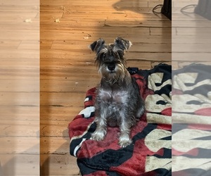 Father of the Schnauzer (Miniature) puppies born on 05/01/2026