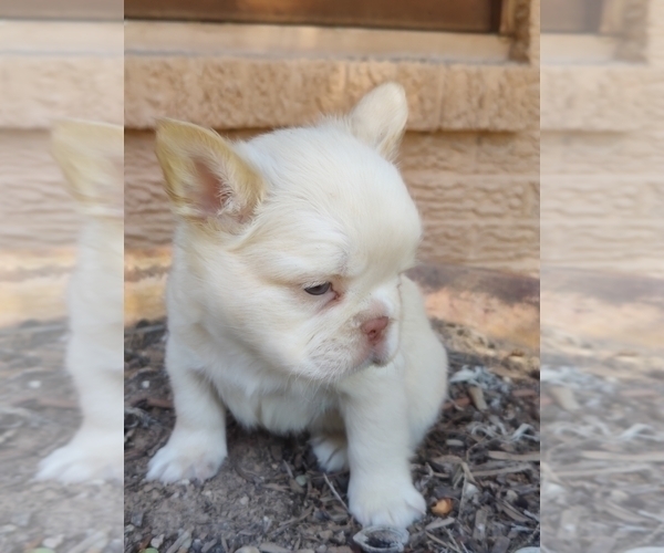Medium Photo #16 French Bulldog Puppy For Sale in HIGHLAND VILL, TX, USA