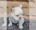 Small #15 French Bulldog