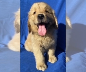 Golden Retriever Puppy for sale in SANTA ANA, CA, USA