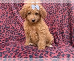 Darcy - Female Goldendoodle (Miniature) Puppy for Sale - Photo #7
