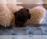 Small Photo #1 Newfoundland Puppy For Sale in FOXBORO, WI, USA